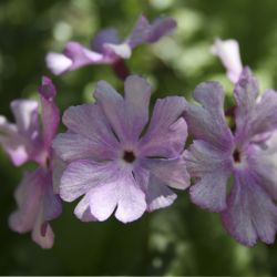 Примула Зибольда Nuretubame (Primula sieboldii Nuretubame) 3
