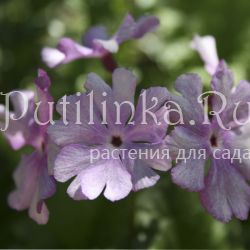 Примула Зибольда Nuretubame (Primula sieboldii Nuretubame) 3