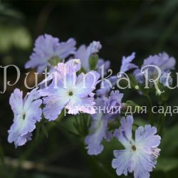 Примула Зибольда Yuosei (Primula sieboldii Yuosei)