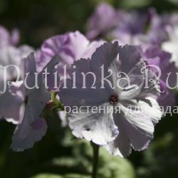 Примула Зибольда Old Vienna (Primula sieboldii Old Vienna)