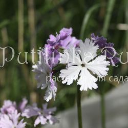 Примула Зибольда Dancing Ladies (Primula sieboldii Dancing Ladies)