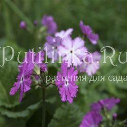 Примула Зибольда Pago-Pago (Primula sieboldii Pago-Pago)