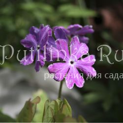 Примула Зибольда Shiko Bai (Primula sieboldii Shiko Bai) 5