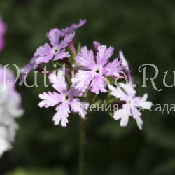 Примула Зибольда Hokutosei (Primula sieboldii Hokutosei)