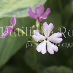 Примула Зибольда (Primula sieboldii сорт уточняется)