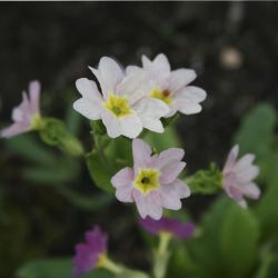 Примула полиантовая (Primula polyanthus Jack-in-the-Green pink)