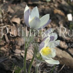 Прострел желтеющий (Pulsatilla flavescens)