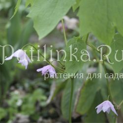 Ранзания японская (Ranzania japonica)