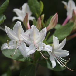 Рододендрон атлантический (Rhododendron atlanticum)