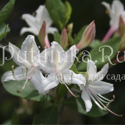 Рододендрон атлантический (Rhododendron atlanticum)