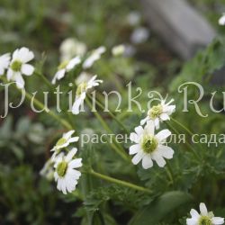 Рутовник кориандролистный (Callianthemum coriandrifolium)