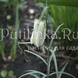 Рябчик мутовчатый (Fritillária verticilláta)