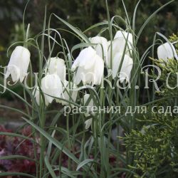 Рябчик шахматный Alba (Fritillaria meleagris Alba)