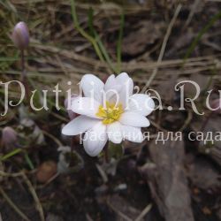 Сангвинария канадская Roseum (Sanguinaria canadensis Roseum)