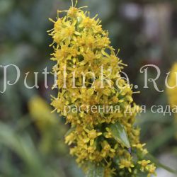 Солидаго (S. flexicaulis Variegata)