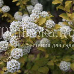 Спирея (Spiraea vanhouttei Gold Fountain)