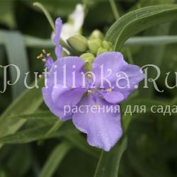 Традесканция Concord Grape (Tradescantia Concord Grape)