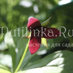 Триллиум прямостоячий (Trillium erectum)