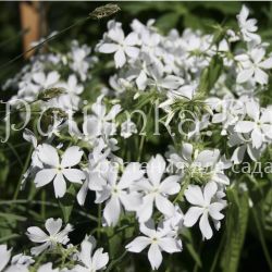 Флокс растопыренный Fullers Whete (Phlox divaricata Fullers Whete)