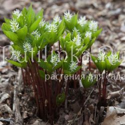 Хлорант японский  (Chloranthus japonicus)