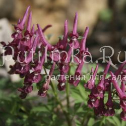 Хохлатка Purple Beauty (Corydalis Purple Beauty)*