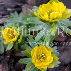 Эрантис Flore Pleno (Eranthis huemalis Flore Pleno)