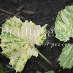 Белокопытник японский Variegata (Petasites japonica Variegata)