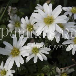 Анемона бланда White Splendour (Anemone blanda White Splendour)