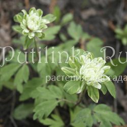 Анемона дубравная (Anemone nemorosa Monstrosa)