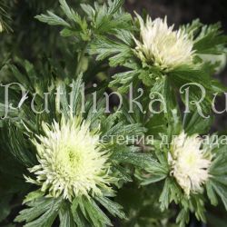 Анемона лесная  Polish Star (Anemone sylvestris Polish Star)