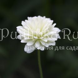 Анемона лесная махровая (Anemone sylvestris Plena)