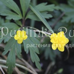 Анемона лютичная Dagerot (Anemona ranunculoides Dagerot)