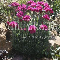 Гвоздика (сорт уточняется)