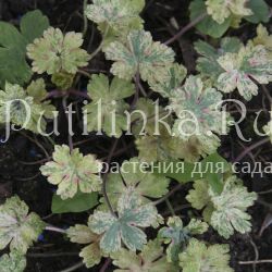 Герань Confetti (Geranium yoshinoi Confetti)