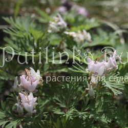 Дицентра клобучковая Pink Punk (Dicentra cuccularia Pink Punk)