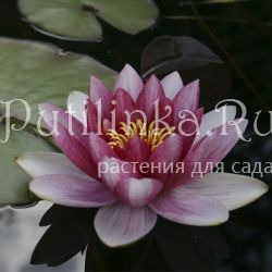 Нимфея  (сорт уточняется)