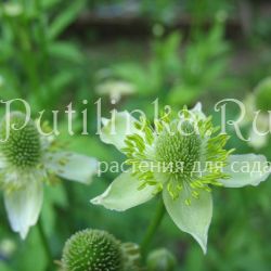 Анемона цилиндрическая (Anemone cylindrica)