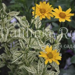 Гелиопсис Variegata (Heliopsis Variegata)