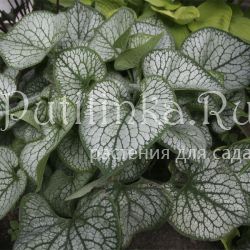 Бруннера Jack Frost (Brunnera Jack Frost)*