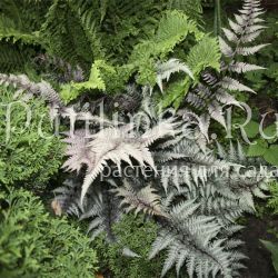 Кочедыжник, папоротник ниппонский Silver Falls (Athyrium niponicum Silver Falls)