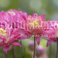 Аквилегия обыкновенная Salmon Rose (Aquilegia vulgaris Salmon Rose)