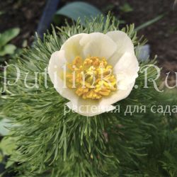 Пион тонколистный Alba (Paeonia tenuifolia Alba)