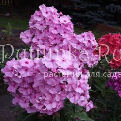 Флокс метельчатый Барыня (Егорова В)*