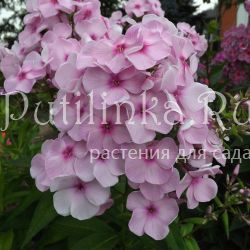 Флокс метельчатый Большой театр (Егорова В)*