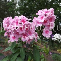 Флокс метельчатый Бубновая дама (Егорова В)*