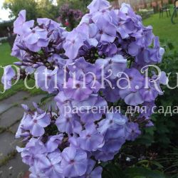 Флокс метельчатый Вешние воды (Егорова В)*