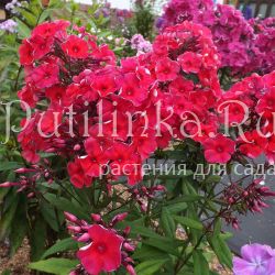 Флокс метельчатый Коррида (Егорова В)*