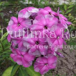 Флокс метельчатый Кольчуга (Егорова В)*