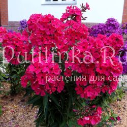 Флокс метельчатый Красная Королева (Егорова В)*