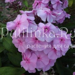 Флокс метельчатый Млада (Егорова В)*